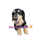 愛犬 テン（個別スタンプ：1）