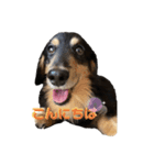 愛犬 テン（個別スタンプ：2）