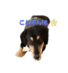 愛犬 テン（個別スタンプ：3）