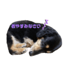 愛犬 テン（個別スタンプ：4）