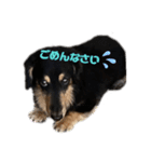 愛犬 テン（個別スタンプ：5）