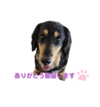愛犬 テン（個別スタンプ：6）