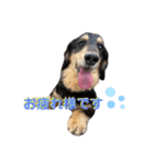 愛犬 テン（個別スタンプ：7）