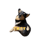 愛犬 テン（個別スタンプ：8）