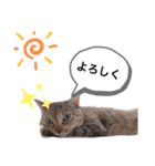 ピノにゃんスタンプ 2（個別スタンプ：2）