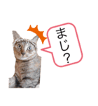 ピノにゃんスタンプ 2（個別スタンプ：3）