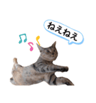 ピノにゃんスタンプ 2（個別スタンプ：4）