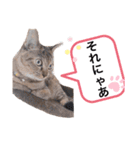 ピノにゃんスタンプ 2（個別スタンプ：6）