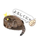 ピノにゃんスタンプ 2（個別スタンプ：7）