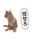 ピノにゃんスタンプ 2（個別スタンプ：9）