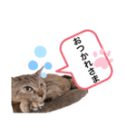 ピノにゃんスタンプ 2（個別スタンプ：10）