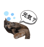 ピノにゃんスタンプ 2（個別スタンプ：11）