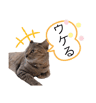 ピノにゃんスタンプ 2（個別スタンプ：12）