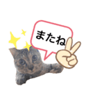 ピノにゃんスタンプ 2（個別スタンプ：13）