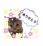 ピノにゃんスタンプ 2（個別スタンプ：14）