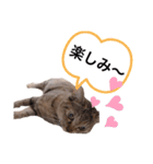 ピノにゃんスタンプ 2（個別スタンプ：15）