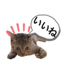 ピノにゃんスタンプ 2（個別スタンプ：16）