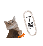 ピノにゃんスタンプ 2（個別スタンプ：17）
