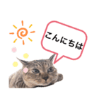 ピノにゃんスタンプ 2（個別スタンプ：18）