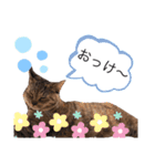 ピノにゃんスタンプ 2（個別スタンプ：19）