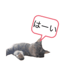 ピノにゃんスタンプ 2（個別スタンプ：21）