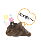 ピノにゃんスタンプ 2（個別スタンプ：26）