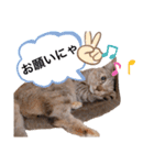 ピノにゃんスタンプ 2（個別スタンプ：27）