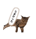 ピノにゃんスタンプ 2（個別スタンプ：28）
