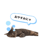 ピノにゃんスタンプ 2（個別スタンプ：29）