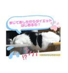カツタさん家の仲良し3匹組(1)（個別スタンプ：3）