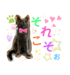 カツタさん家の仲良し3匹組(1)（個別スタンプ：5）
