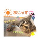 カツタさん家の仲良し3匹組(1)（個別スタンプ：6）