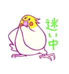 エンジョイオカメインコ（個別スタンプ：16）