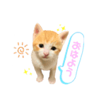 4匹の子猫ちゃんVer.すたんぷ（個別スタンプ：16）