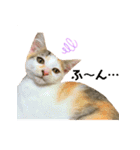 4匹の子猫ちゃんVer.すたんぷ（個別スタンプ：32）