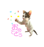4匹の子猫ちゃんVer.すたんぷ（個別スタンプ：38）
