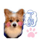 パピヨン、モカのスタンプ（個別スタンプ：5）