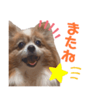 パピヨン、モカのスタンプ（個別スタンプ：6）