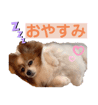 パピヨン、モカのスタンプ（個別スタンプ：7）