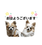 しょう＆ちい（チワワ）⑧（個別スタンプ：1）