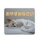 しょう＆ちい（チワワ）⑧（個別スタンプ：2）