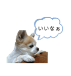 しょう＆ちい（チワワ）⑧（個別スタンプ：12）