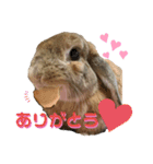 うさぎ【ホーランドロップ】2（個別スタンプ：1）