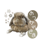 うさぎ【ホーランドロップ】2（個別スタンプ：5）