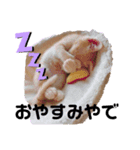 茶トラ猫べんべんの生い立ちスタンプ（個別スタンプ：1）
