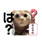 茶トラ猫べんべんの生い立ちスタンプ（個別スタンプ：6）