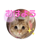 茶トラ猫べんべんの生い立ちスタンプ（個別スタンプ：7）