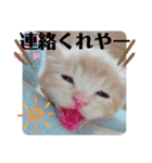 茶トラ猫べんべんの生い立ちスタンプ（個別スタンプ：8）