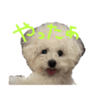 ごくうです。ささみが好きです（個別スタンプ：5）