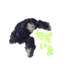 ミニチュアシュナウザーのポコ君［実写］（個別スタンプ：2）